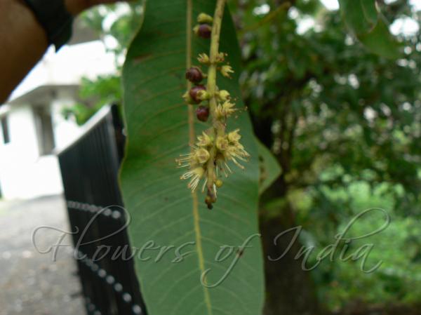 Indian Laurel